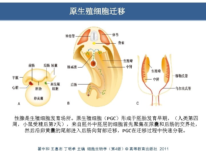 原生殖细胞迁移 性腺是生殖细胞发育场所。原生殖细胞（PGC）形成于胚胎发育早期，（人类第四 周，小鼠受精后第 7天），来自胚外中胚层的细胞首先聚集在尿囊和后肠的交界处， 然后沿卵黄囊的尾部进入后肠向背部迁移，PGC在迁移过程中快速分裂。 翟中和 王喜忠 丁明孝 主编 细胞生物学（第 4版）© 高等教育出版社 2011 