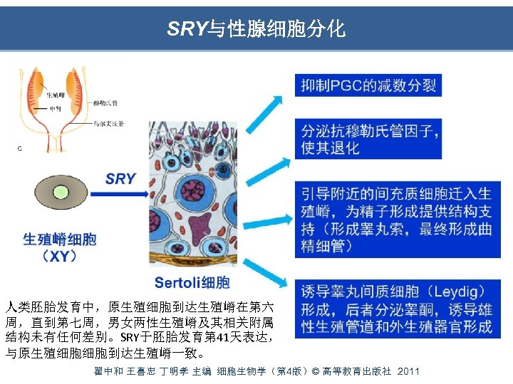 SRY与性腺细胞分化 人类胚胎发育中，原生殖细胞到达生殖嵴在第六 周，直到第七周，男女两性生殖嵴及其相关附属 结构未有任何差别。SRY于胚胎发育第 41天表达， 与原生殖细胞细胞到达生殖嵴一致。 翟中和 王喜忠 丁明孝 主编 细胞生物学（第 4版）© 高等教育出版社 2011