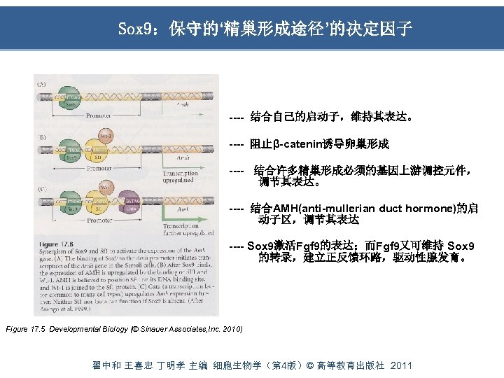 Sox 9：保守的‘精巢形成途径’的决定因子 ---- 结合自己的启动子，维持其表达。 ---- 阻止β-catenin诱导卵巢形成 ---- 结合许多精巢形成必须的基因上游调控元件， 调节其表达。 ---- 结合AMH(anti-mullerian duct hormone)的启 动子区，调节其表达