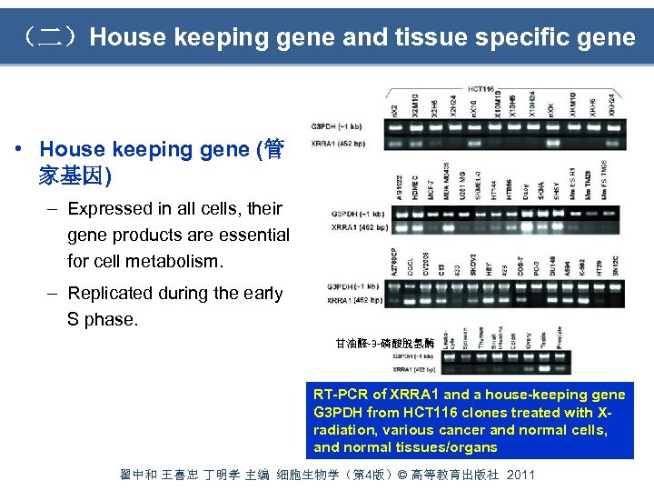 （二）House keeping gene and tissue specific gene • House keeping gene (管 家基因) –