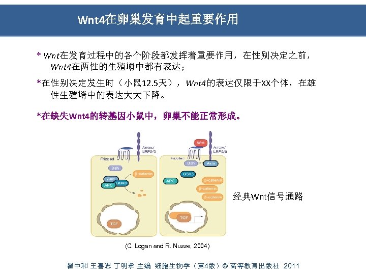 Wnt 4在卵巢发育中起重要作用 * Wnt在发育过程中的各个阶段都发挥着重要作用，在性别决定之前， Wnt 4在两性的生殖嵴中都有表达； *在性别决定发生时（小鼠 12. 5天），Wnt 4的表达仅限于XX个体，在雄 性生殖嵴中的表达大大下降。 *在缺失Wnt 4的转基因小鼠中，卵巢不能正常形成。 经典Wnt信号通路