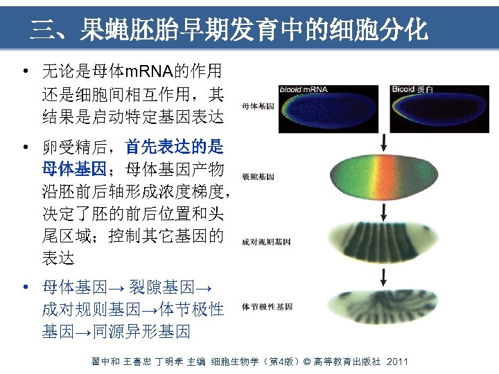 三、果蝇胚胎早期发育中的细胞分化 • 无论是母体m. RNA的作用 还是细胞间相互作用，其 结果是启动特定基因表达 • 卵受精后，首先表达的是 母体基因；母体基因产物 沿胚前后轴形成浓度梯度， 决定了胚的前后位置和头 尾区域；控制其它基因的 表达 •