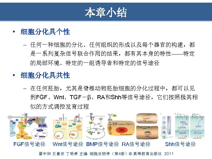 本章小结 • 细胞分化具个性 – 任何一种细胞的分化、任何组织的形成以及每个器官的构建，都 是一系列复杂信号联合作用的结果，都有其本身的特性——特定 的局部环境、特定的一组诱导者和特定的信号途径 • 细胞分化具共性 – 在任何胚胎，尤其是脊椎动物胚胎细胞的分化过程中，都可以见 到FGF、Wnt、TGF－β、RA和Shh等信号途径，它们按照极其相 似的方式调控发育过程 FGF信号途径