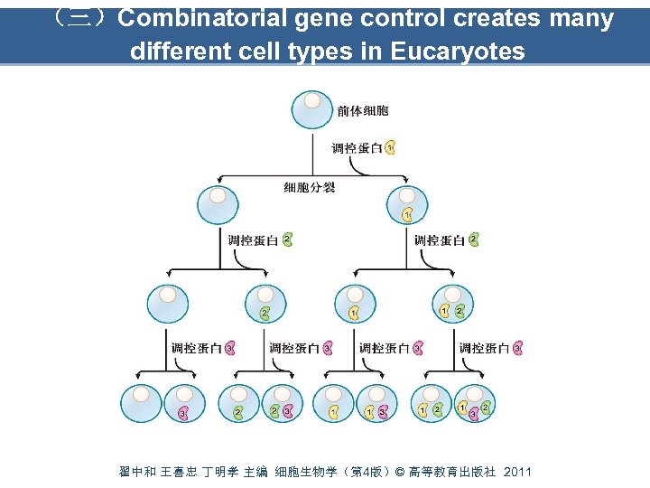 （三）Combinatorial gene control creates many different cell types in Eucaryotes 翟中和 王喜忠 丁明孝 主编