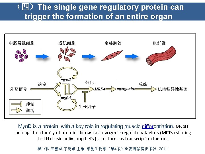 （四）The single gene regulatory protein can trigger the formation of an entire organ Myo.