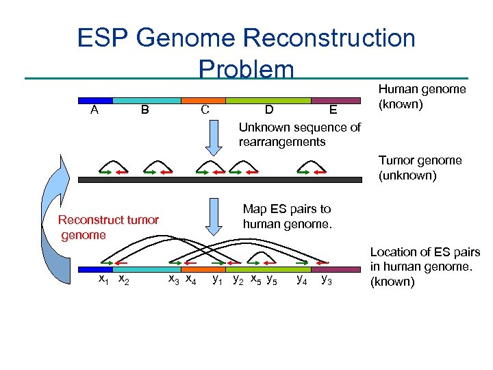 ESP Genome Reconstruction Problem A C B E D Unknown sequence of rearrangements Human
