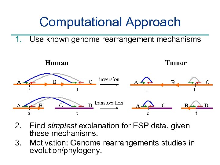 Computational Approach 1. Use known genome rearrangement mechanisms Human A Tumor B C B
