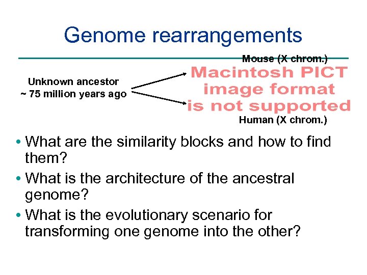 Genome rearrangements Mouse (X chrom. ) Unknown ancestor ~ 75 million years ago Human