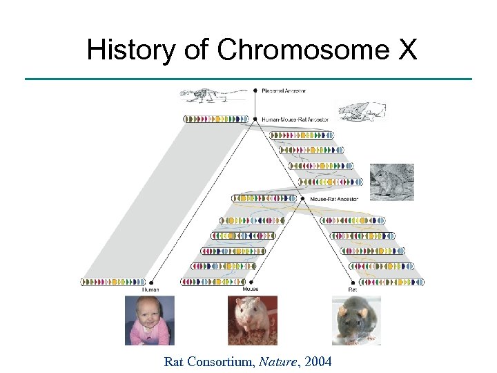 History of Chromosome X Rat Consortium, Nature, 2004 