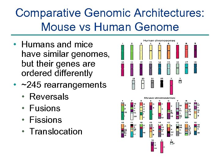 Comparative Genomic Architectures: Mouse vs Human Genome • Humans and mice have similar genomes,