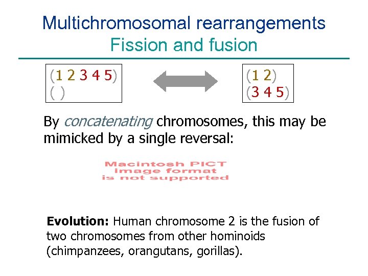 Multichromosomal rearrangements Fission and fusion (1 2 3 4 5) () (1 2) (3