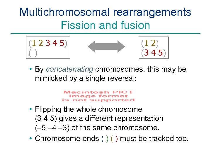 Multichromosomal rearrangements Fission and fusion (1 2 3 4 5) () (1 2) (3
