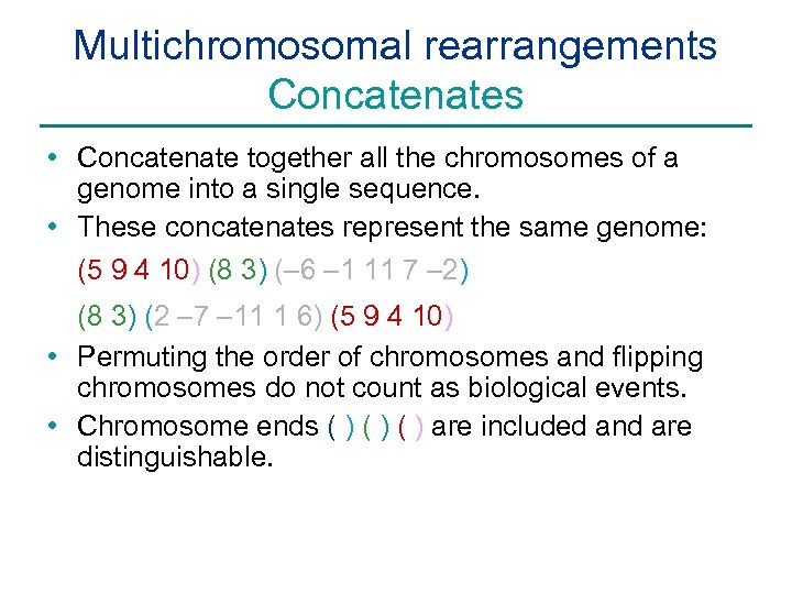 Multichromosomal rearrangements Concatenates • Concatenate together all the chromosomes of a genome into a