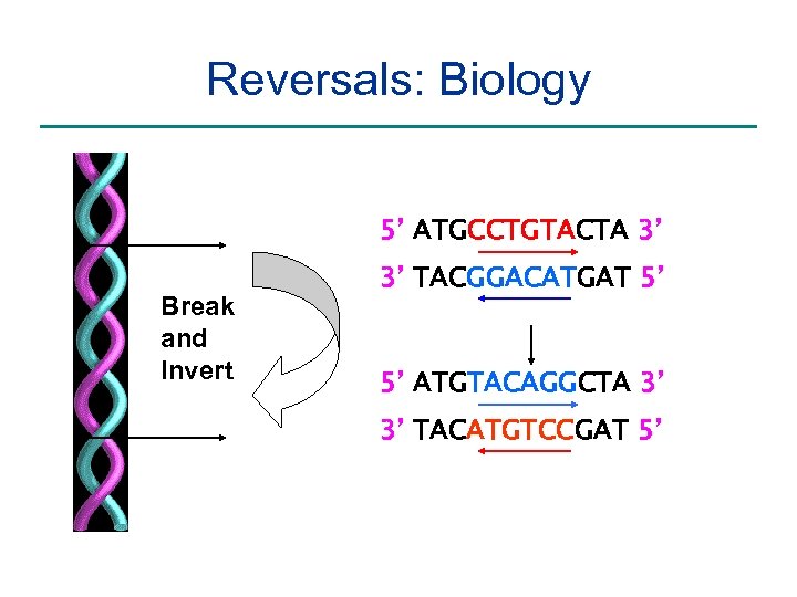 Reversals: Biology 5’ ATGCCTGTACTA 3’ Break and Invert 3’ TACGGACATGAT 5’ 5’ ATGTACAGGCTA 3’