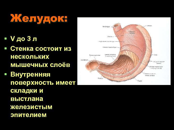 Желудок: § V до 3 л § Стенка состоит из нескольких мышечных слоёв §