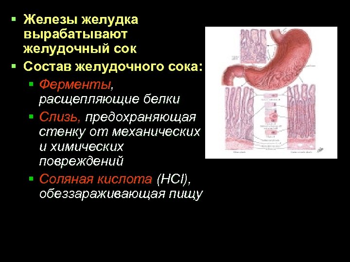 § Железы желудка вырабатывают желудочный сок § Состав желудочного сока: § Ферменты, расщепляющие белки