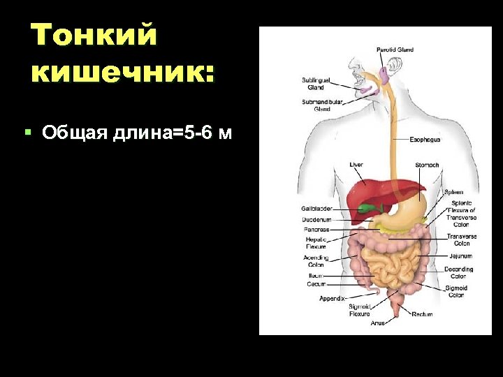 Тонкий кишечник: § Общая длина=5 -6 м 