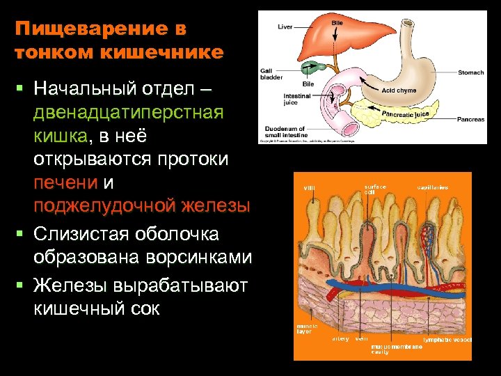 Пищеварение в тонком кишечнике § Начальный отдел – двенадцатиперстная кишка, в неё открываются протоки