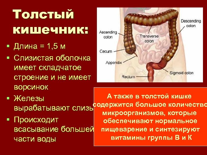 Толстый кишечник: § Длина = 1, 5 м § Слизистая оболочка имеет складчатое строение