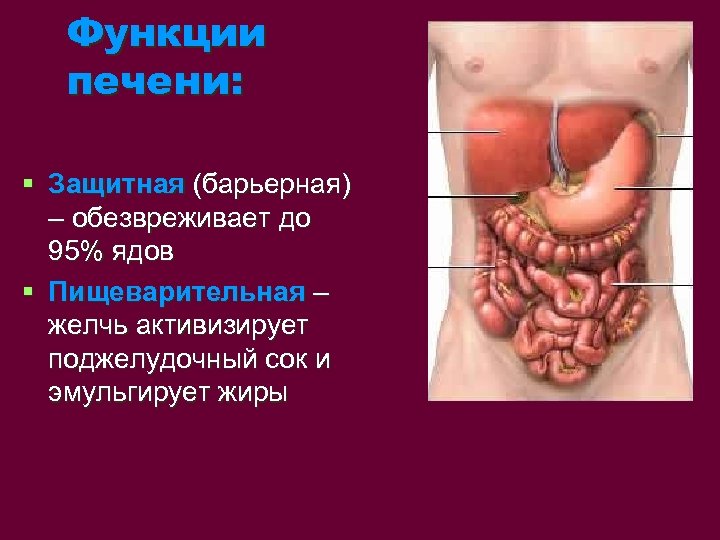 Функции печени: § Защитная (барьерная) – обезвреживает до 95% ядов § Пищеварительная – желчь