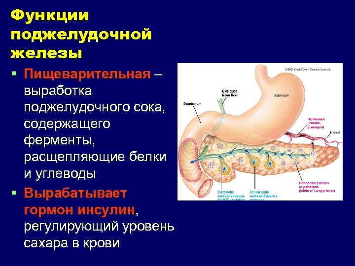 Функции поджелудочной железы § Пищеварительная – выработка поджелудочного сока, содержащего ферменты, расщепляющие белки и