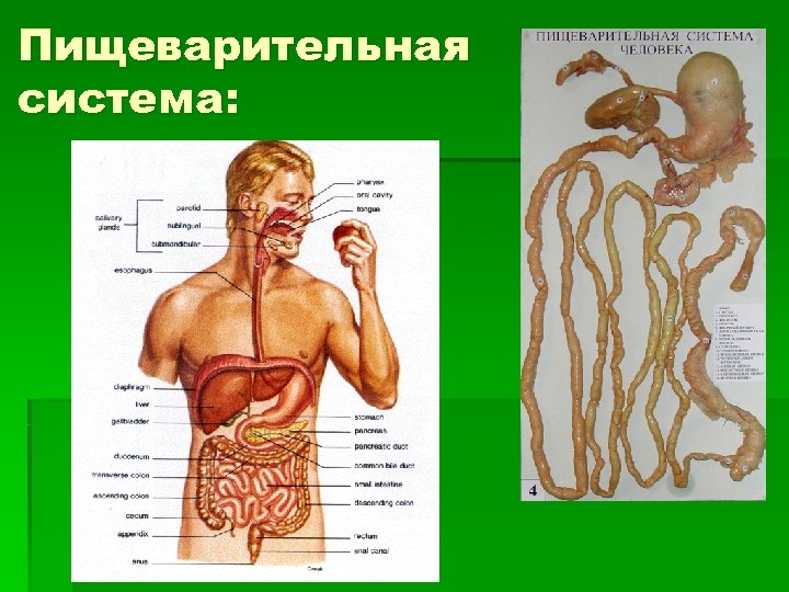 Пищеварительная система: 