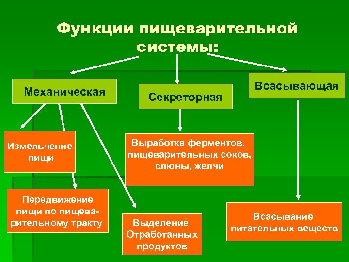 Функции пищеварительной системы: Механическая Измельчение пищи Передвижение пищи по пищеварительному тракту Всасывающая Секреторная Выработка