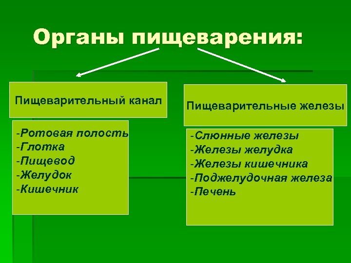 Органы пищеварения: Пищеварительный канал -Ротовая полость -Глотка -Пищевод -Желудок -Кишечник Пищеварительные железы -Слюнные железы