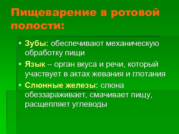 Пищеварение в ротовой полости: § Зубы: обеспечивают механическую обработку пищи § Язык – орган