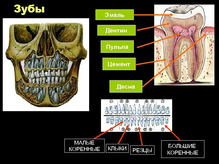 Зубы Эмаль Дентин Пульпа Цемент Десна МАЛЫЕ КОРЕННЫЕ КЛЫКИ РЕЗЦЫ БОЛЬШИЕ КОРЕННЫЕ 