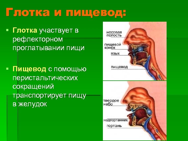 Глотка и пищевод: § Глотка участвует в рефлекторном проглатывании пищи § Пищевод с помощью