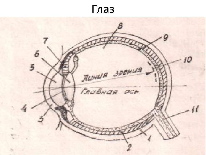 Глаз 