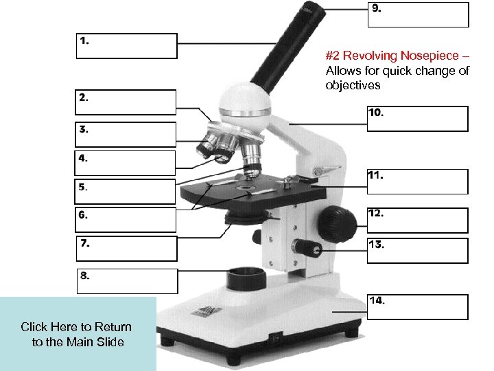 #2 Revolving Nosepiece – Allows for quick change of objectives Click Here to Return