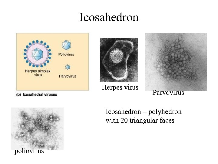 Icosahedron Herpes virus Parvovirus Icosahedron – polyhedron with 20 triangular faces poliovirus 