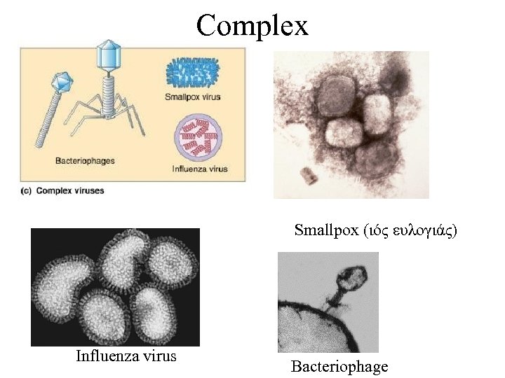 Complex Smallpox (ιός ευλογιάς) Influenza virus Bacteriophage 