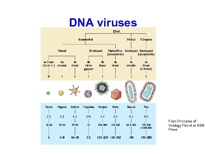DNA viruses From Principles of Virology Flint et al ASM Press 