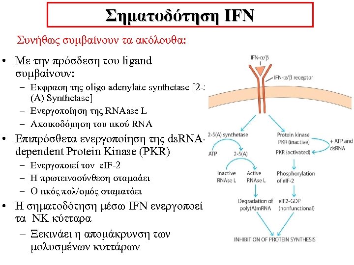 Σηματοδότηση IFN Συνήθως συμβαίνουν τα ακόλουθα: • Με την πρόσδεση του ligand συμβαίνουν: –