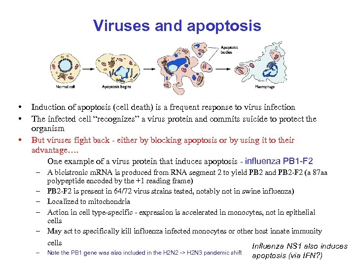 Viruses and apoptosis • • • Induction of apoptosis (cell death) is a frequent
