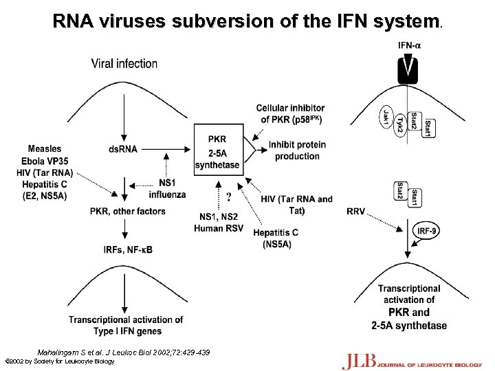 RNA viruses subversion of the IFN system. Mahalingam S et al. J Leukoc Biol