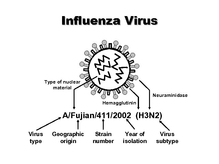 Influenza Virus Type of nuclear material Neuraminidase Hemagglutinin A/Fujian/411/2002 (H 3 N 2) Virus