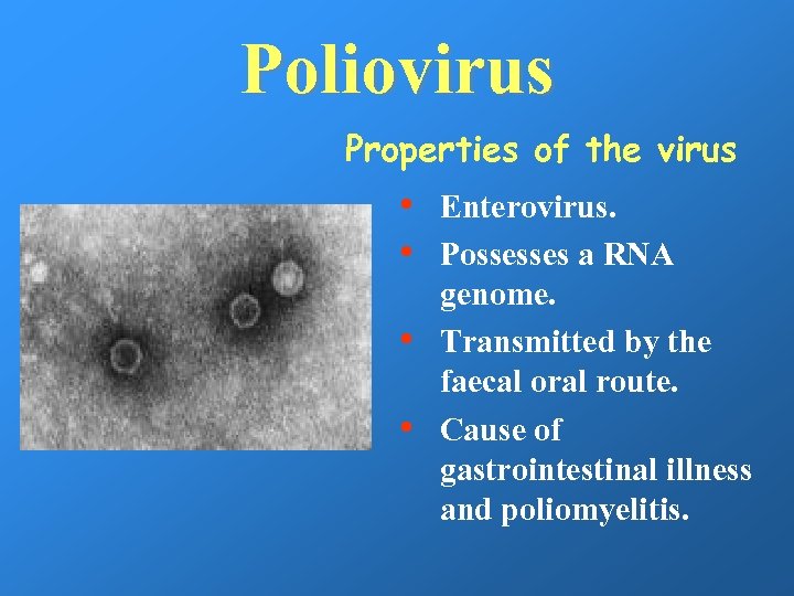 Poliovirus Properties of the virus • • Enterovirus. Possesses a RNA genome. Transmitted by