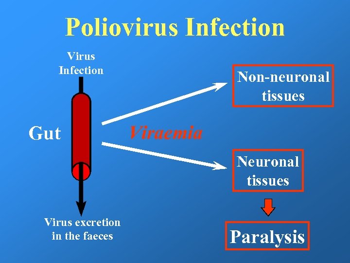 Poliovirus Infection Virus Infection Gut Non-neuronal tissues Viraemia Neuronal tissues Virus excretion in the