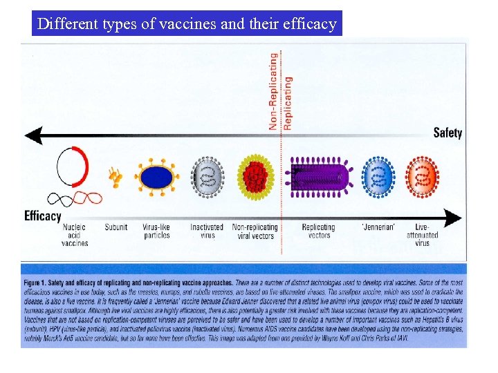 Different types of vaccines and their efficacy 