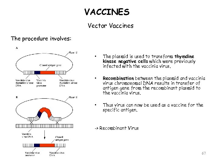 VACCINES Vector Vaccines The procedure involves: • The plasmid is used to transform thymdine