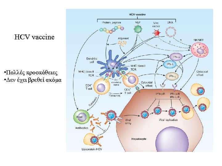 HCV vaccine • Πολλές προσπάθειες • Δεν έχει βρεθεί ακόμα 