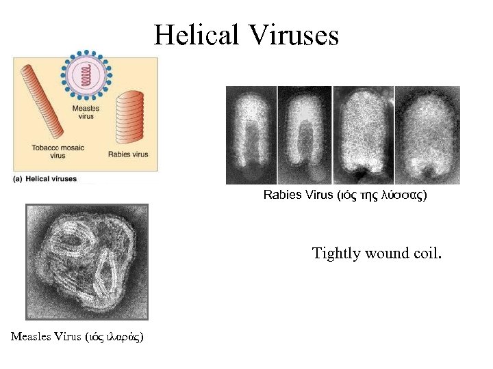 Helical Viruses Rabies Virus (ιός της λύσσας) Tightly wound coil. Measles Virus (ιός ιλαράς)