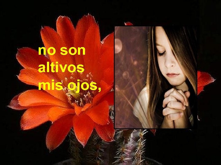 no son altivos mis ojos, 