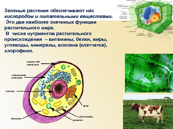 Кислородом и питательными веществами. Функции растительного мира. Какую функцию в растительной клетке выполняет клетчатка.