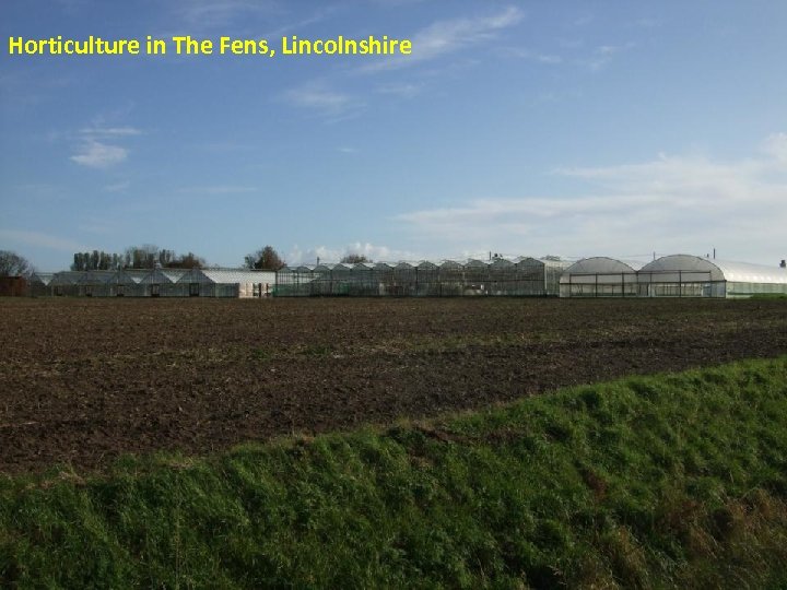 Horticulture in The Fens, Lincolnshire 