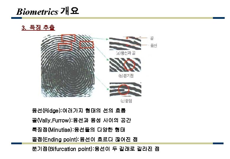 Biometrics 개요 3. 특징 추출 융선(Ridge): 여러가지 형태의 선의 흐름 골(Vally, Furrow): 융선과 융성